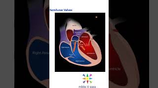 Anatomy 304 Semilunar valves Heart viva [upl. by Monia]