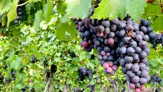 Cómo cultivar Uvas para la elaboración de Vino  TvAgro por Juan Gonzalo Angel [upl. by Ninahs105]