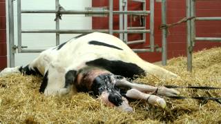 The difficult birth of a baby calf  extraordinary [upl. by Nyrol349]