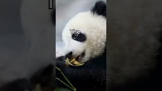 🐼 Fascinating Panda Facts 🐼 [upl. by Ayram]