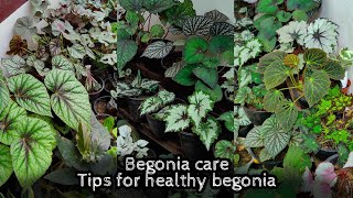 Begonia plant Care  Tips for Healthy growth  Malayalam [upl. by Harhay309]