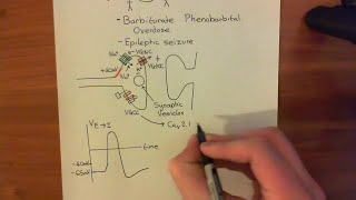 Long Term Potentiation and NMDA Receptors Part 2 [upl. by Bubalo]