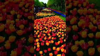 KEUKENHOF NETHERLANDS [upl. by Nathalia]