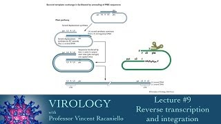 Virology 2014 lecture 9  Reverse transcription and integration [upl. by Lauree]