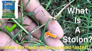 What is a stolon plus how to make Bermuda Lawn spread faster [upl. by Otreblada202]