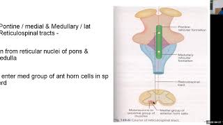 PHYSIOLOGY OF RETICULAR ACTIVATING SYSTEM [upl. by Aldrich226]