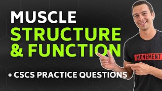 CSCS Chapter 1  Muscle Structure and Function with Practice Questions [upl. by Eleni265]