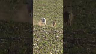 Saluki Dog hunting rabbit in forest 2024pitbull doglover dogtraining greyhounddog [upl. by Emanuele]