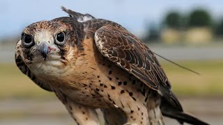 What is the name of the equipment used to protect a falconer’s hand [upl. by Zaccaria417]