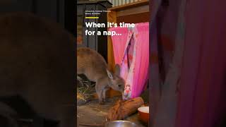 This kangaroo amp wombat duo are never too far apart  Smithsonian Channel Shorts [upl. by Arakal701]