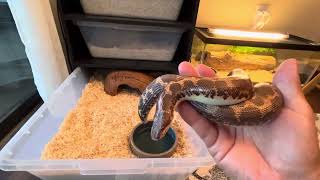 Kenyan sand boa collectionmy big breeder size normal female 6 [upl. by Dorran]