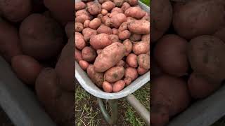 Look at this potato harvest [upl. by Ayhtak]