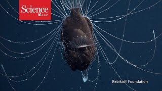 First footage of deepsea anglerfish pair [upl. by Jacobah]