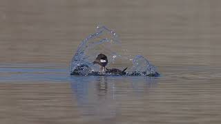 Buffleheads Mating slow motion [upl. by Sussi751]