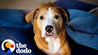 Anxious Pittie Steals His Mom’s Pillows Every Day  The Dodo [upl. by Ridan602]