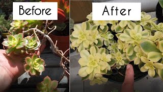 Grow succulents faster with these 3 techniques Aeonium propagation that works for all succulents [upl. by Dominus]