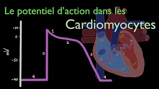 Potentiel daction à travers le cœur  les cardiomyocytes contractiles [upl. by Auroora]