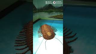 31  Trilobites  Prehistoric Animal Life Gallery  Science in Seconds  NSC Mumbai viral science [upl. by Oicnevuj]