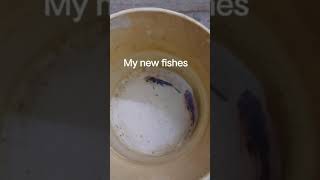 new fishes  fishes 🐠 pets vlog 🐠 [upl. by Scoville]