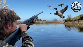 2024 DUCK HUNTING Most ducks we’ve ever seen [upl. by Thurstan]