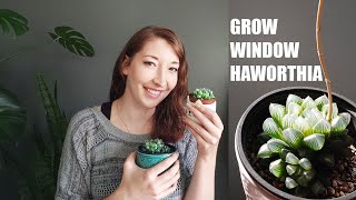 WINDOW HAWORTHIA CARE GUIDE  HOW TO GROW HAWORTHIA COOPERI AND OTHER WINDOW SUCCULENTS INDOORS [upl. by Derinna613]