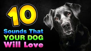 10 Sounds That Your Dog Will Love GUARANTEED [upl. by Gnahc]