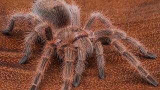 Chilean Rose Hair Tarantula Grammostola rosea shorts [upl. by Alyat635]