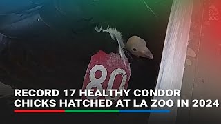 Record 17 healthy condor chicks hatched at LA Zoo in 2024 [upl. by Leirad]