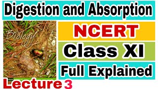 NCERT CH16 DIGESTION AND ABSORPTION HUMAN PHYSIOLOGY Biology LECTURE 3 FOR NEETAIIMS [upl. by Moser19]