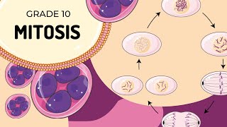 Mitosis [upl. by Lundt]