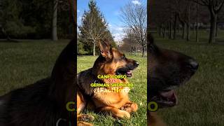 Cane Corso vs German Shepherd 🥊  केन कोरसो और जर्मन शेफर्ड की लड़ाई 🐕 [upl. by Anisamoht533]