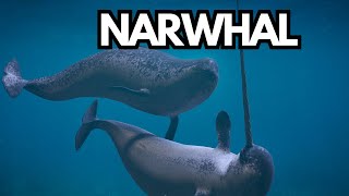 Mysterious World of Narwhals Unicorns of the Sea [upl. by Yuri]