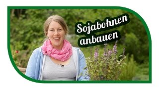 Sojabohnen anbauen  Aussaat  1000 Gärten Experiment  Exoten im Garten [upl. by Ready808]