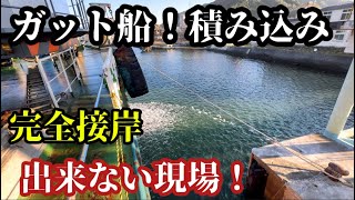 【2024】【船乗り】ガット船入港は高知県、船を離して2台のシューターでガツガツ荷役！ [upl. by Perreault]