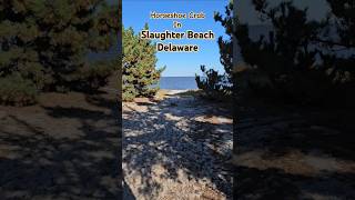 Horseshoe Crab in Slaughter Beach Delaware shorts new viral satisfying subscribe [upl. by Oinota]