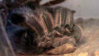 TARANTULA MOLTING  AMAZING [upl. by Mart]