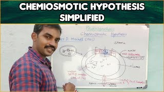 Chemiosmotic hypothesis  Plant physiology [upl. by Nedap]