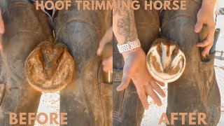 Satisfying hoof trim [upl. by Laurie]