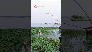 Amazing Catching Rohu Fish Hook Fishing fish shortvideo carpfishing [upl. by Anileh805]