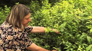 How to Prune Euonymus AlataBurning Bush Instructional Video w Plant Amnesty [upl. by Calhoun46]