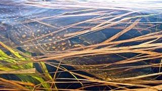 GIANT PIKE OF THE LOWLANDS  A TRIP TO LAC EVANS QUEBEC [upl. by Scoles]