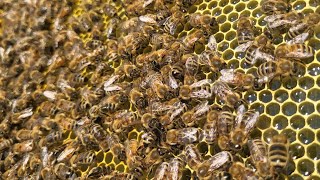 Honey bees preparing for winter [upl. by Edelman]