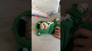 Too cute not my fault cat cats catsofinstagram catsoftiktok funnycats catsofyoutube catlover [upl. by Tezil]