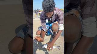 Wow 🤩 Absolutely Crazy Crazy 😜 Fishing 🎣  Fish caught in pamban bus bridge shorts [upl. by Jacques318]