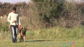 Dressage du berger allemand  la longe [upl. by Jenn]