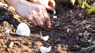 Planting Fall Garlic The Easy Way [upl. by Tamqrah]