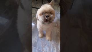 Cute shitszu baby barking dog ❤️😘 shorts youtubeshorts ytshorts dog doglover shitzu [upl. by Assirhc]