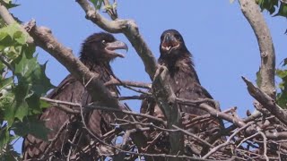 2 bald eaglets hatch near White Rock lake [upl. by Narton]