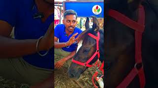 குட்டி குதிரை விற்பனைக்கு  horse videos  Kathiawari  Marwari  shortsfeed shorts horse [upl. by Cima]