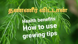 THANNIRVITTANSHATAVARIhealth benefitsgrowing tips [upl. by Annod551]